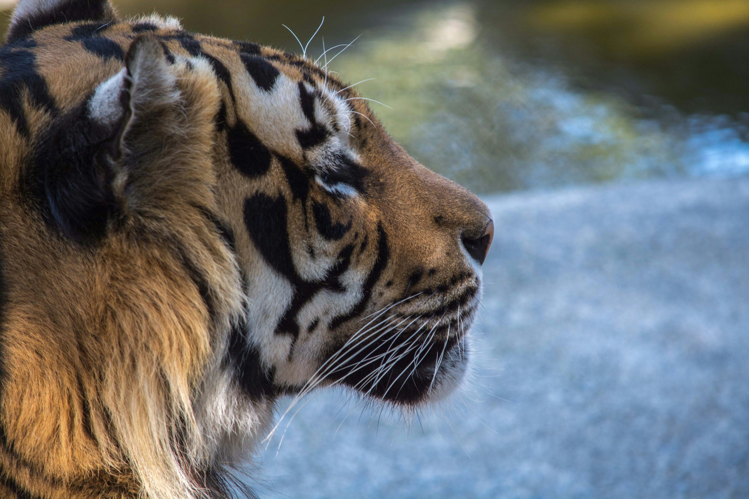 Tiger looking to the right